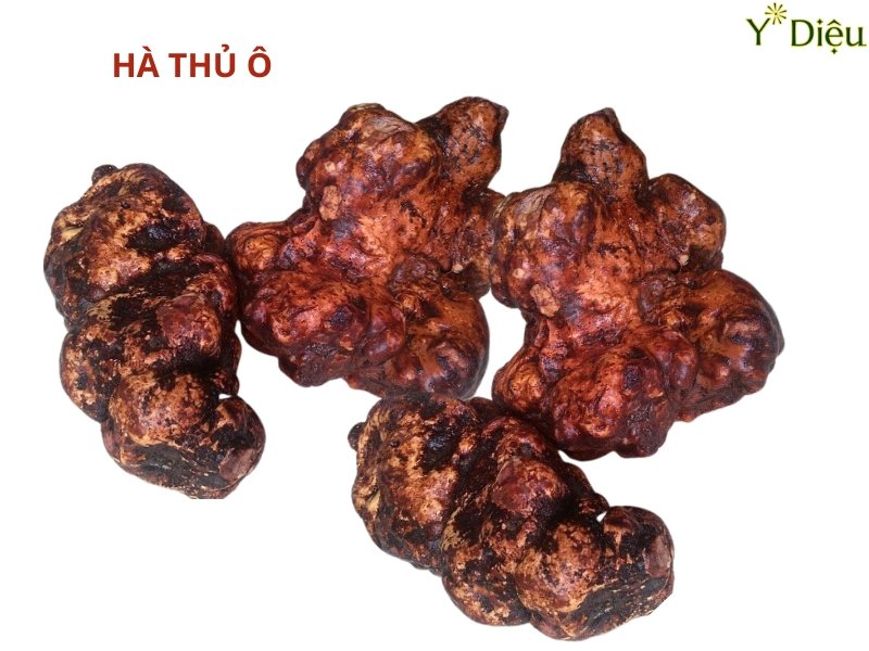 HÀ THỦ Ô VÀ NHỮNG ĐIỀU CẦN BIẾT VỀ HÀ THỦ Ô